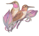 picgifs-birds-276801